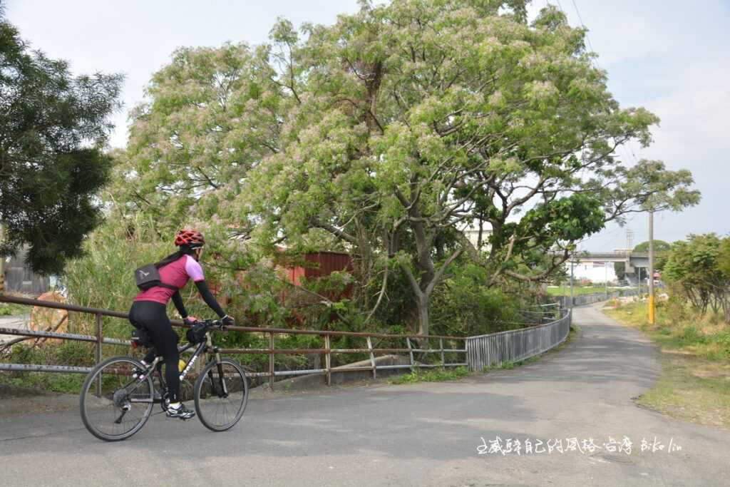 8葫蘆墩圳滋養茂盛苦楝樹