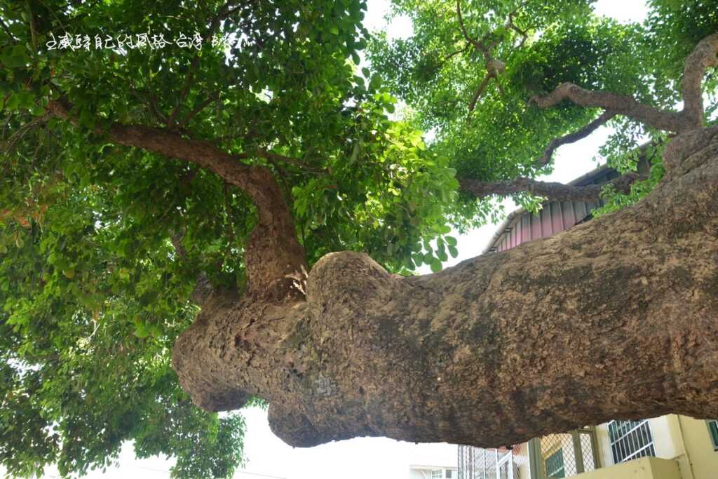 岸興宮充滿生命力老樹蔭