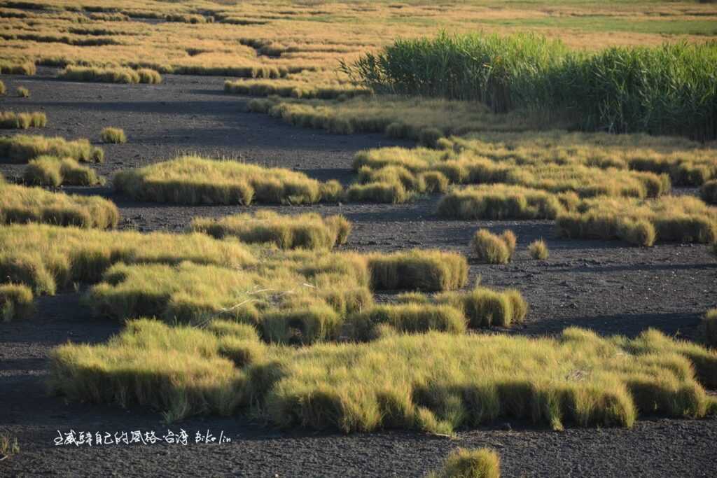 國寶植物都在這裡嗎？