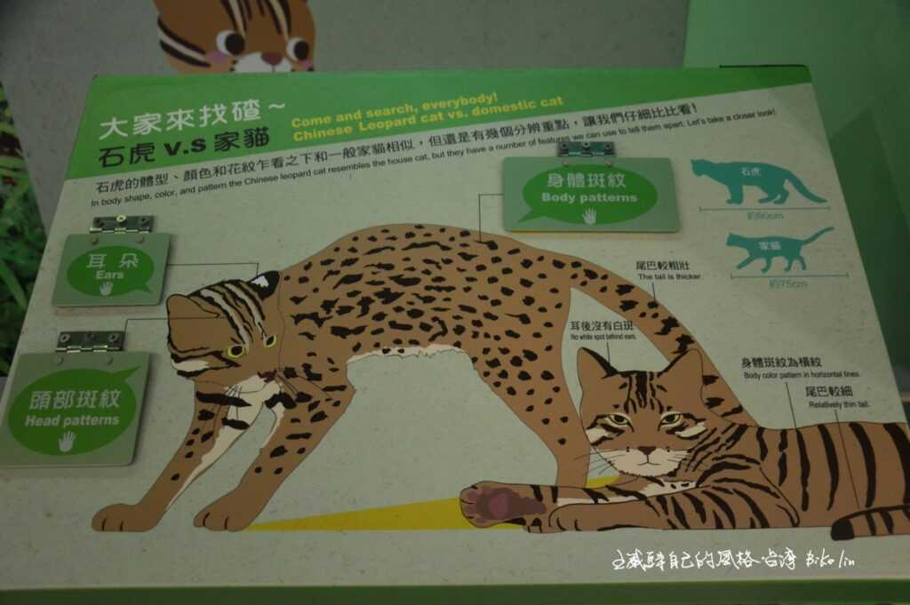 保育類野生動物石虎