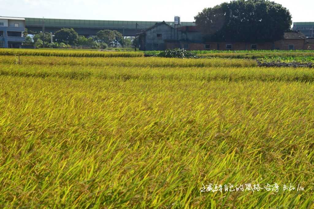 圳溝與田埂路交錯「九張犁田野」