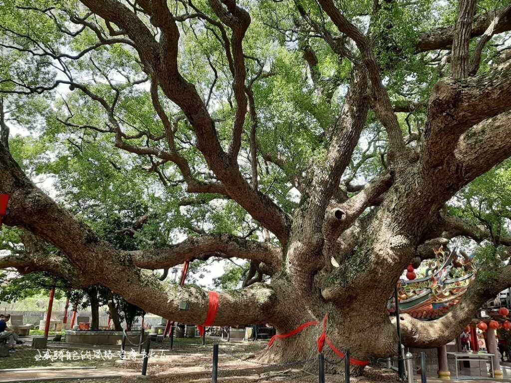 兩株大樟樹並生相連成巨大千年神木「樟公樹」