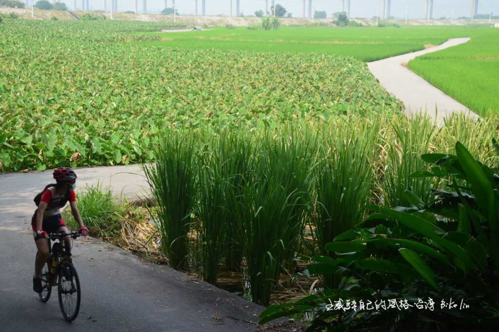 外埔忘憂谷荷花池