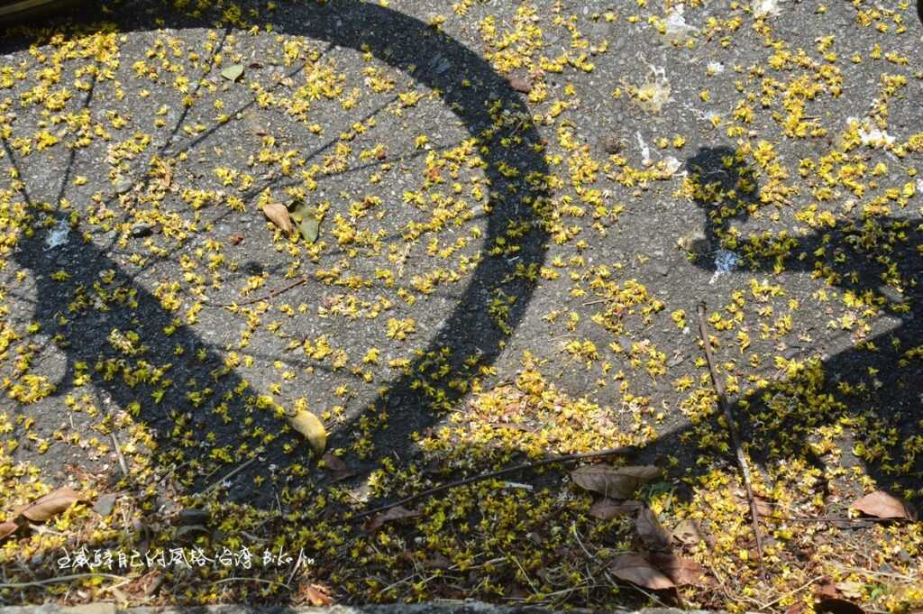 后里圳低落差示範電廠旁欒樹灑花小徑