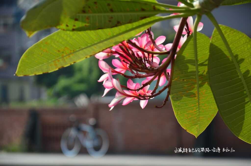 粉紅白透緬梔花襯著陳若時故居圍牆拉開心眼序幕