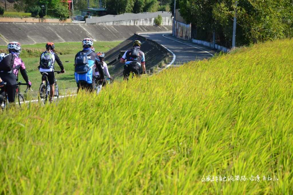 秋末輕輕滑過鹽港溪左岸自行車道金黃