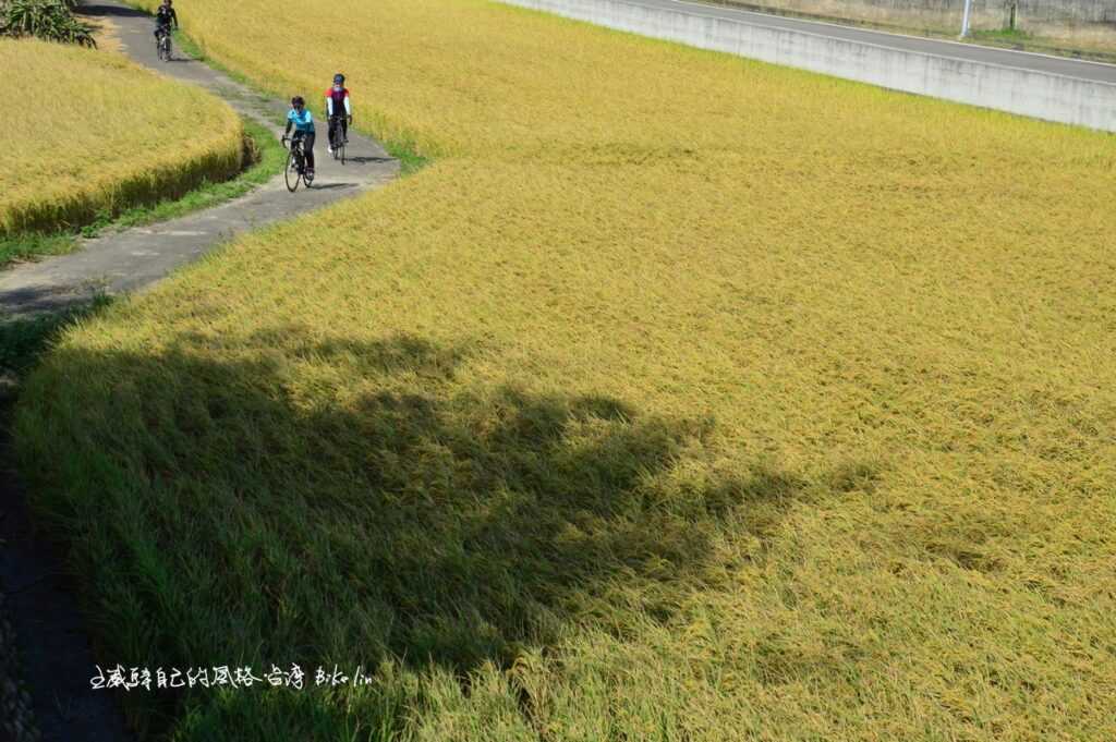 絹惠連著死黨甘心被金黃淹沒