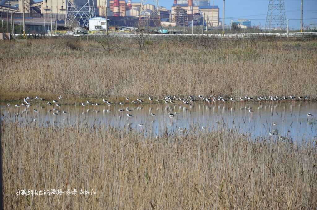 「台中火力發電廠」共存「大肚溪口北岸賞鳥區」