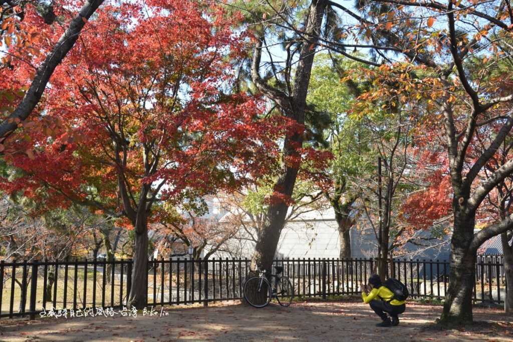 透光紅楓正是時候