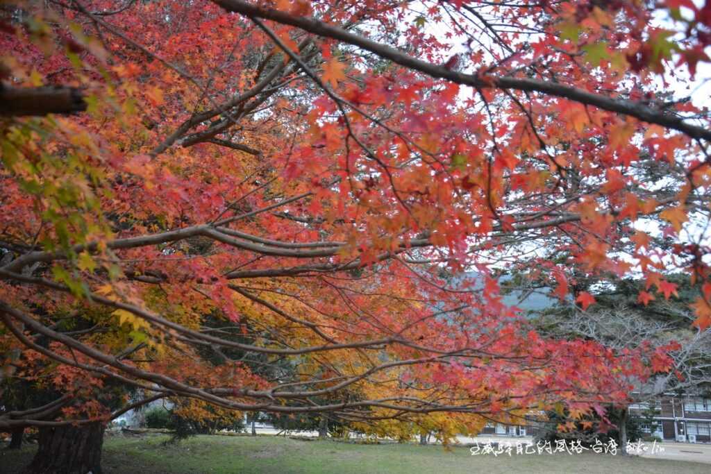 醉人的開展紅楓