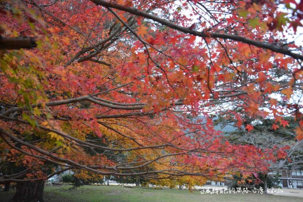 醉人的開展紅楓 