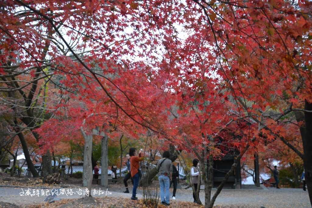 最艷紅臨去秋波