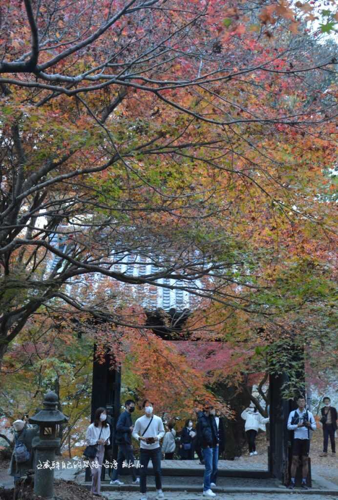 緊緊抓住垂裕神社山門「黑門」不同視角的楓