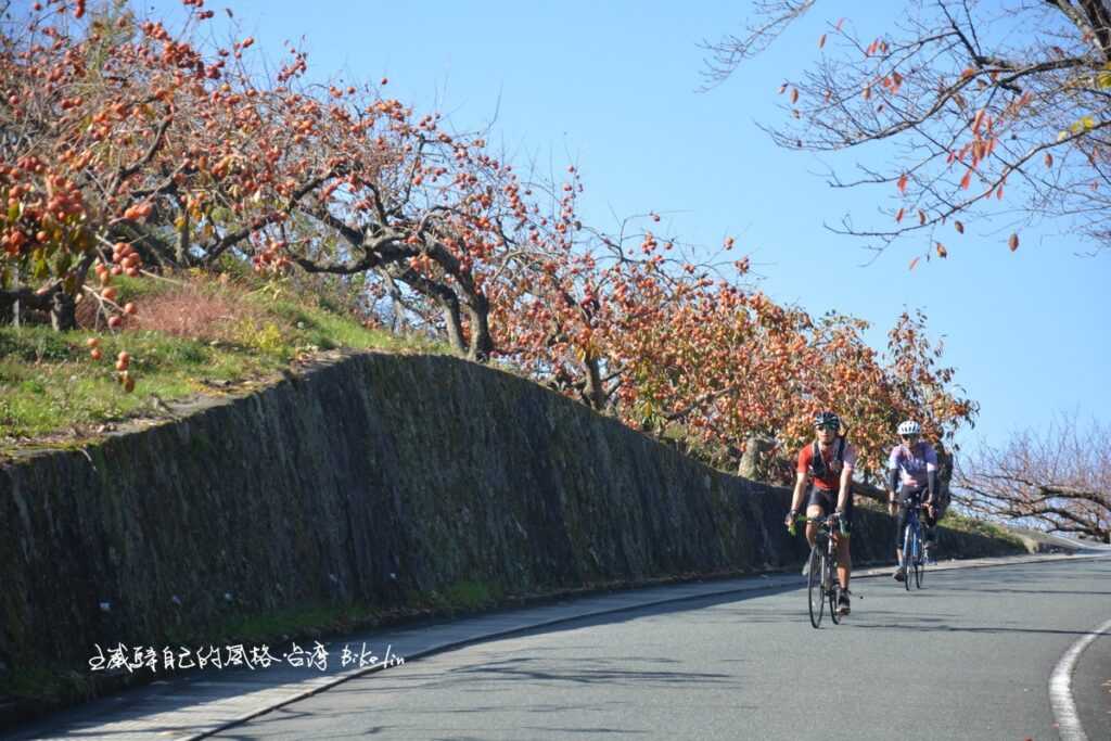 騎車溜下山柿子園不絕斷