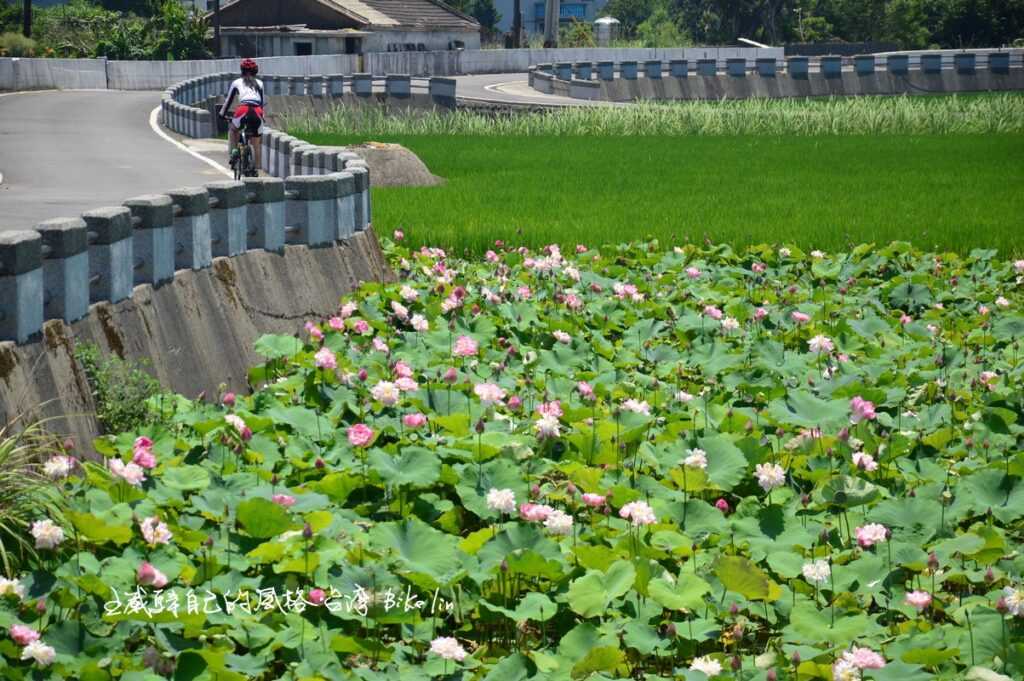 紛紅駭綠「清水濕地蓮花池」