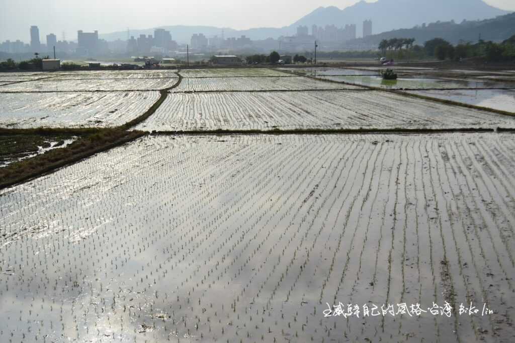 早春的關渡平原