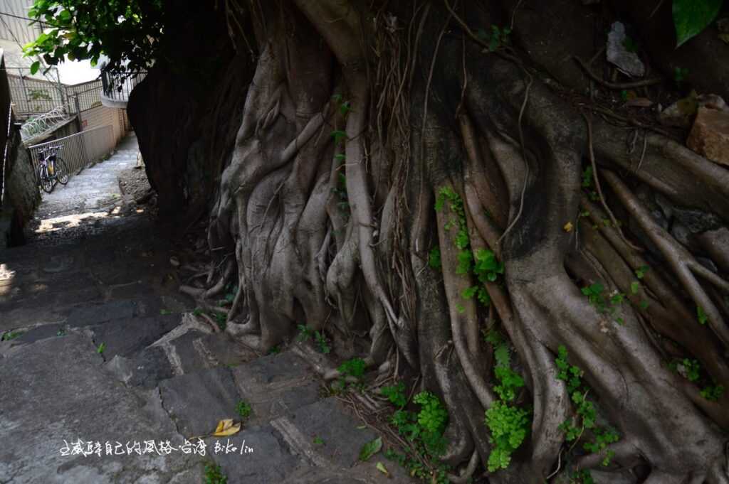 清水巖祖師廟旁蜿蜒綠蔭小徑滿佈旅人FU