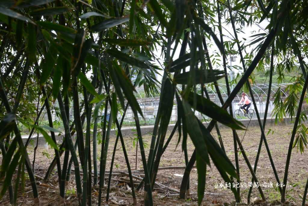 被翠竹林吞噬了無遺憾