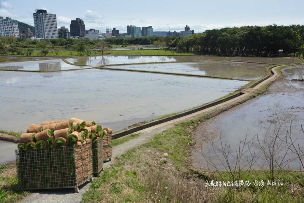 「關渡農場田野」可口蛋捲秧苗 