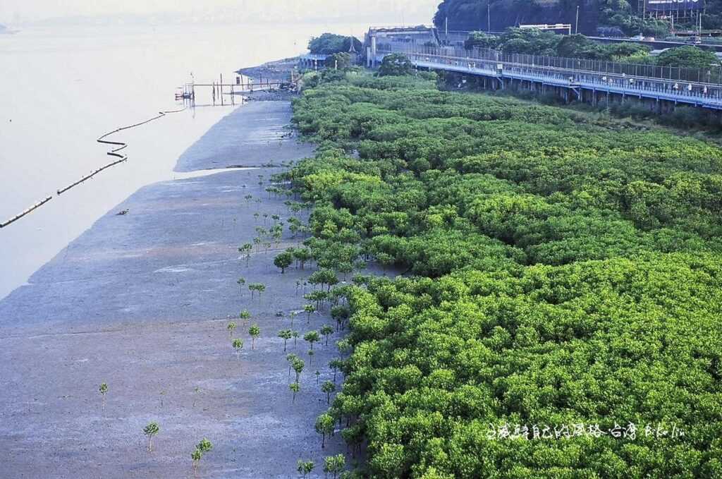 關渡大橋上最舒服綠野目光