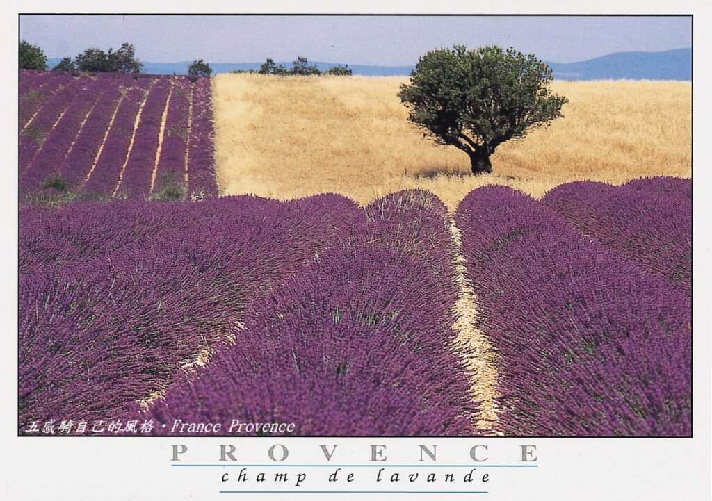 只能從印刷精美明信片解饞紫色薰衣草花季
