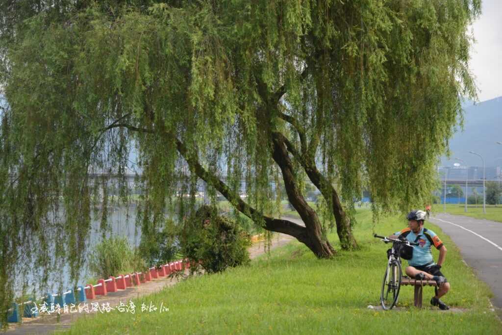 珍惜基隆河岸逐漸稀少樹中美女「楊柳」  