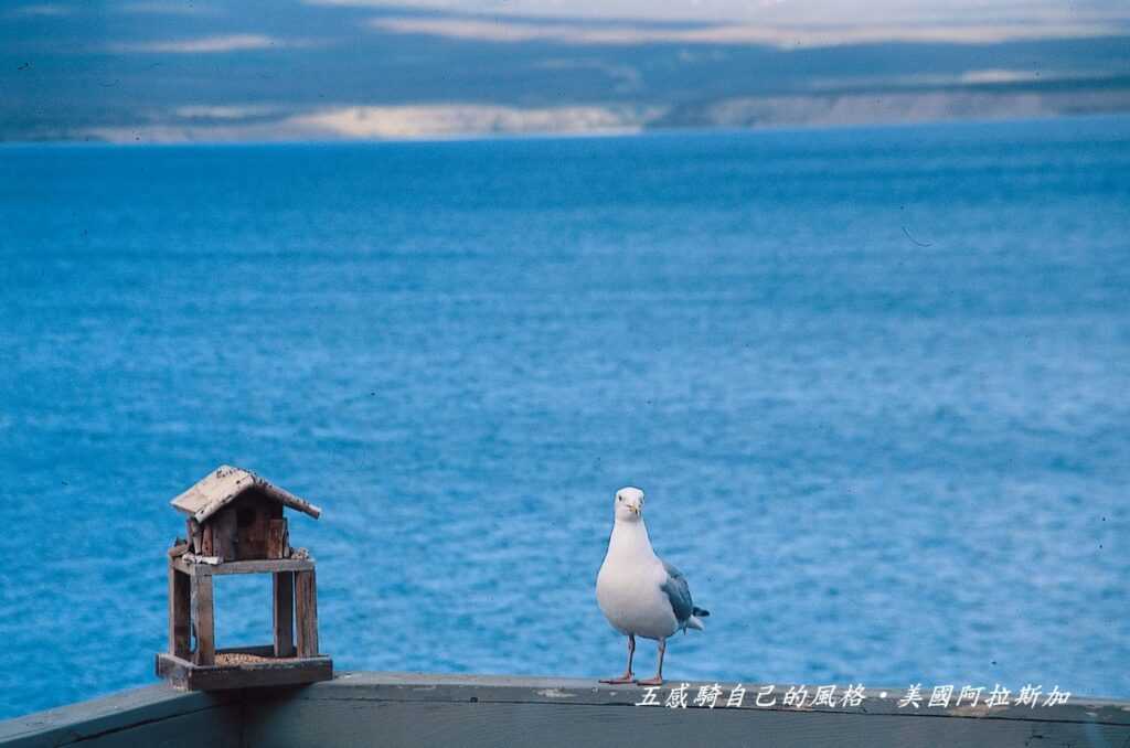 窗外濃烈自由翱翔氛圍強烈引動旅人奔放心境