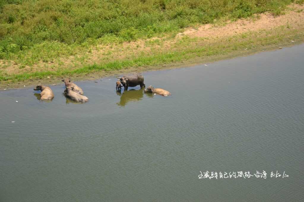 水返腳河畔牛哥閒情還在嗎？