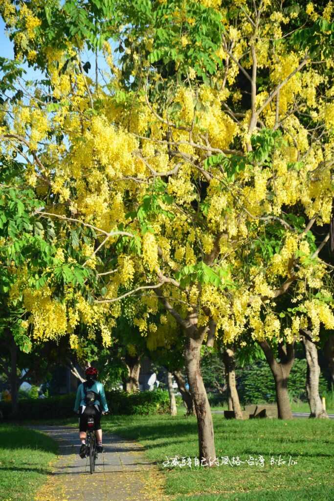 花瓣垂落如「黃金雨」