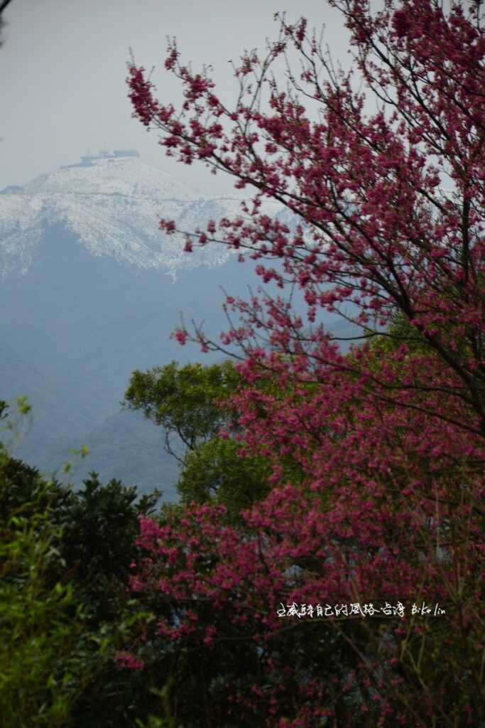 艷紅櫻花增色白了頭的小觀音山