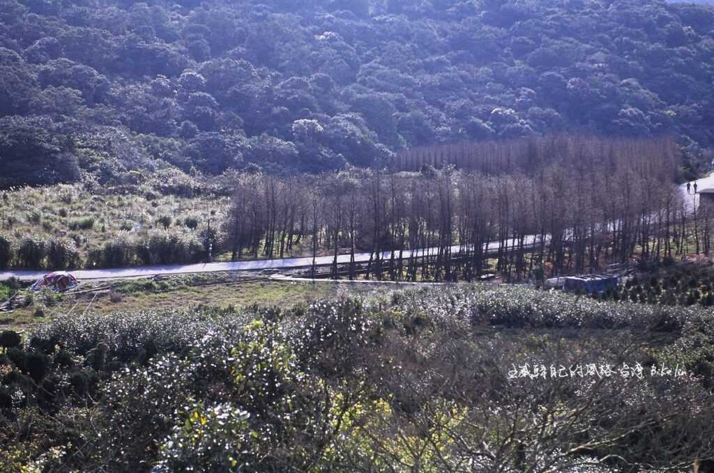 隨緣遠從冷水坑觀景台慢慢消失的「水杉園」孤寂美感