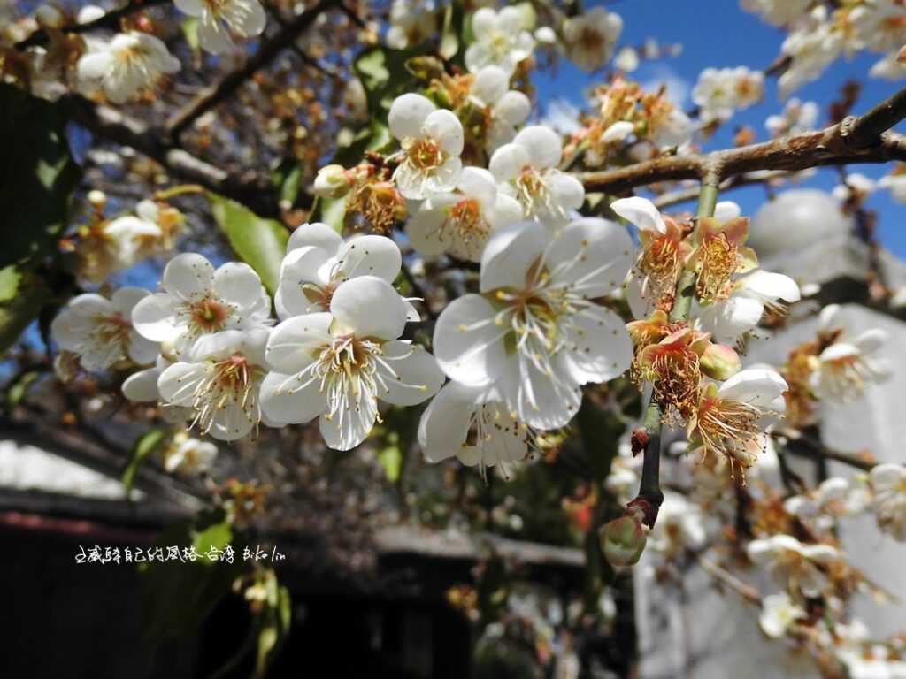 完全釋開屬於梅花氣息