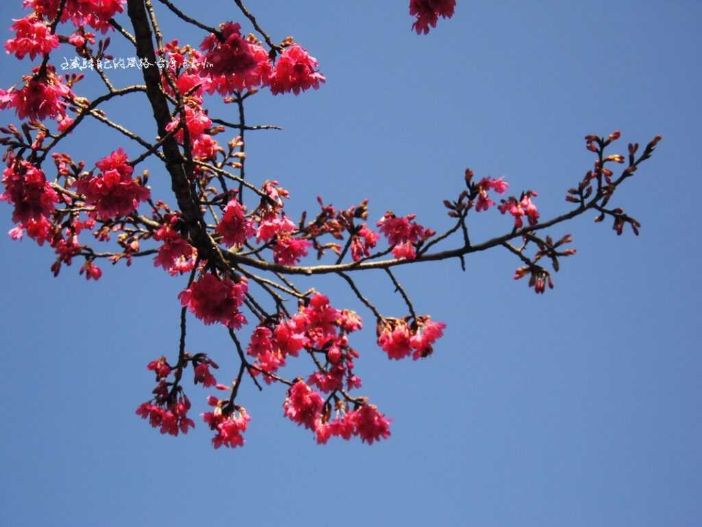 孤挺紅艷「緋寒櫻」