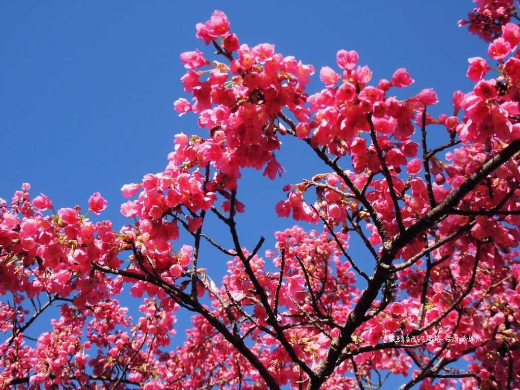 令人發呆艷紅霧社櫻