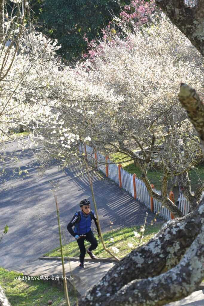 Sam開心奔向一大片梅花海