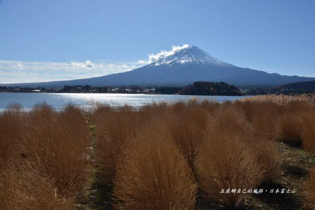 河口湖大石公園百變襯不變富士山 