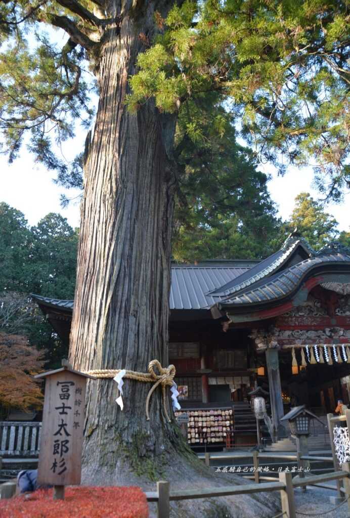 1900多年「北口本宮冨士浅間神社」聳立千年神樹「富士太郎杉」