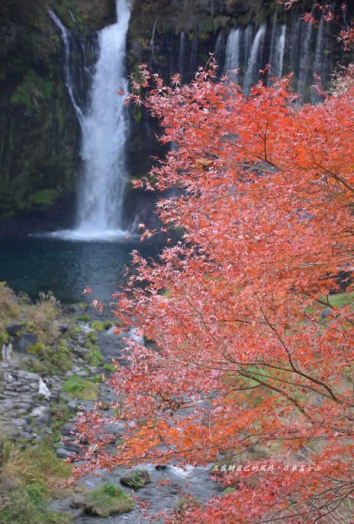 楓紅相襯「白絲瀑布」