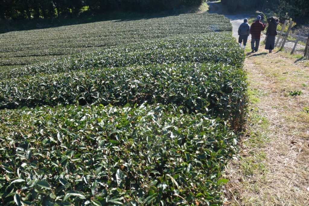 Hirano san另外有名靜岡綠茶園