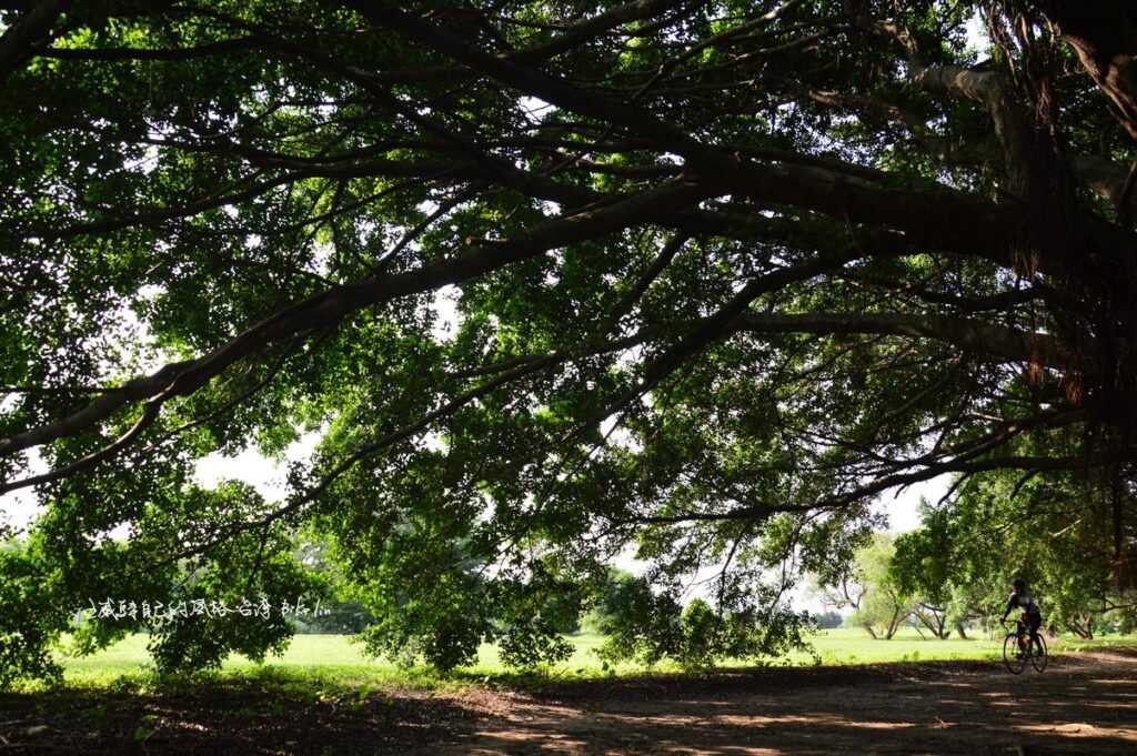 公園綠蔭依然披護著秘境魅力