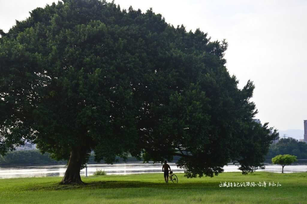 「鴨鴨公園」旁老樹也等著與你放閃