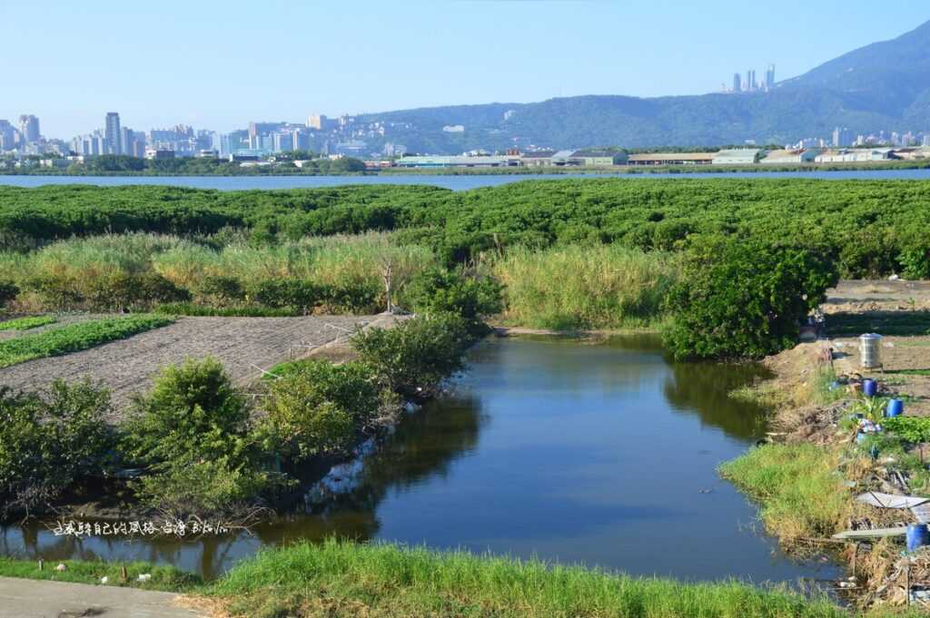 新舊間堤岸現有菜園有機會引導成更好田園風光