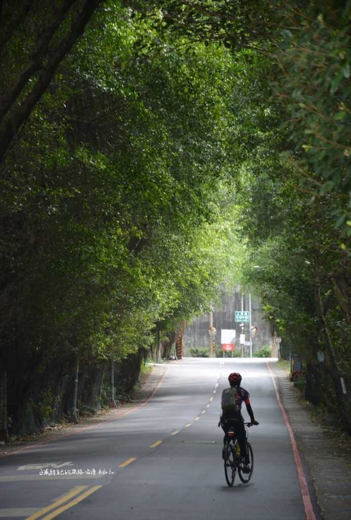 一長排茂密綠蔭頂光下濃密「樹林綠色隧道」