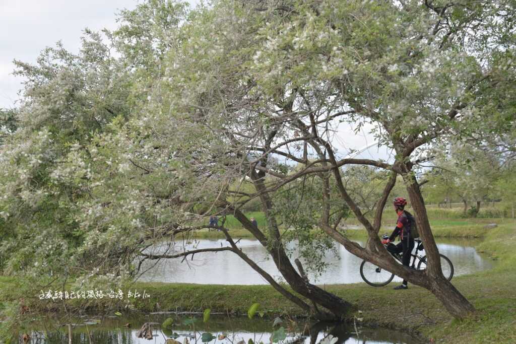 新海濕地水柳林廊道，3月水柳開出棉絮