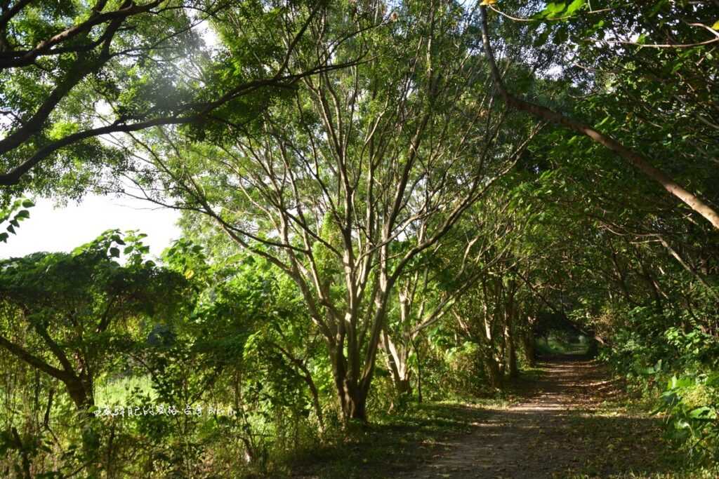 「番仔園」國寶級綠色隧道