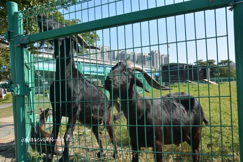 浮洲寵物公園