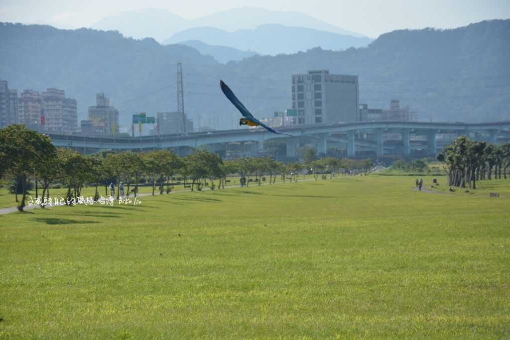 板橋環保公園偶而一睹大型鸚鵡秀 