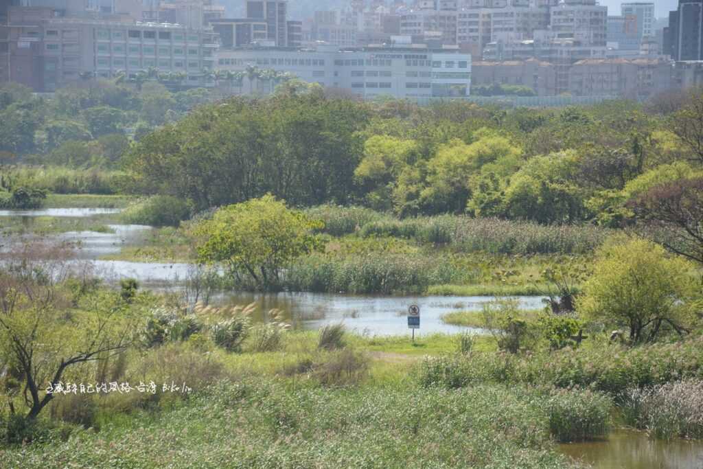 誰都想貼近另外一端一窺「鹿角溪濕地」羊腸小徑