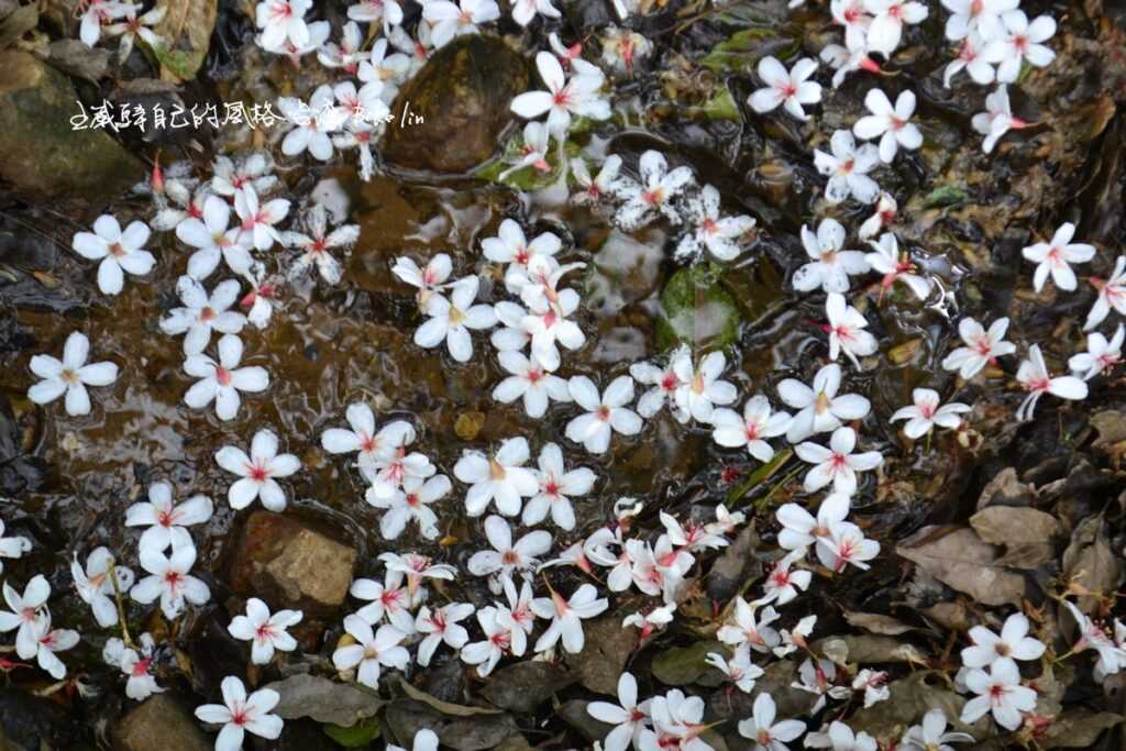 小巧桐花快樂悠遊透水