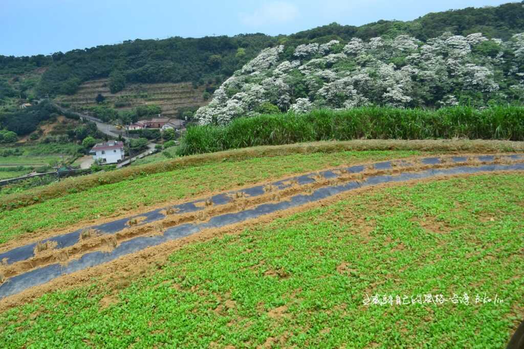 鳥瞰大自然線條從容點綴橫山桐花雪